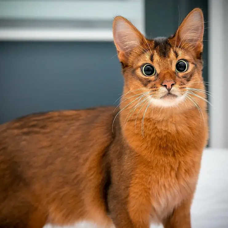 养了一只狐狸猫全网都想来我家偷猫了