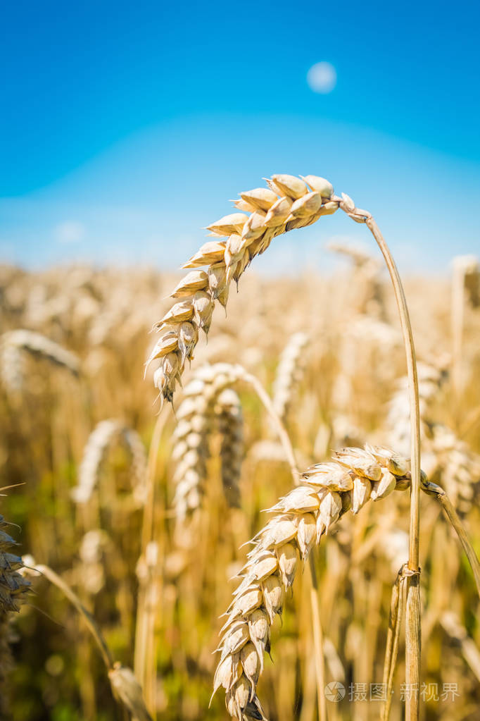 麦穗关闭美丽的大自然日落景观在充满灿烂的阳光下的田园风光成熟的