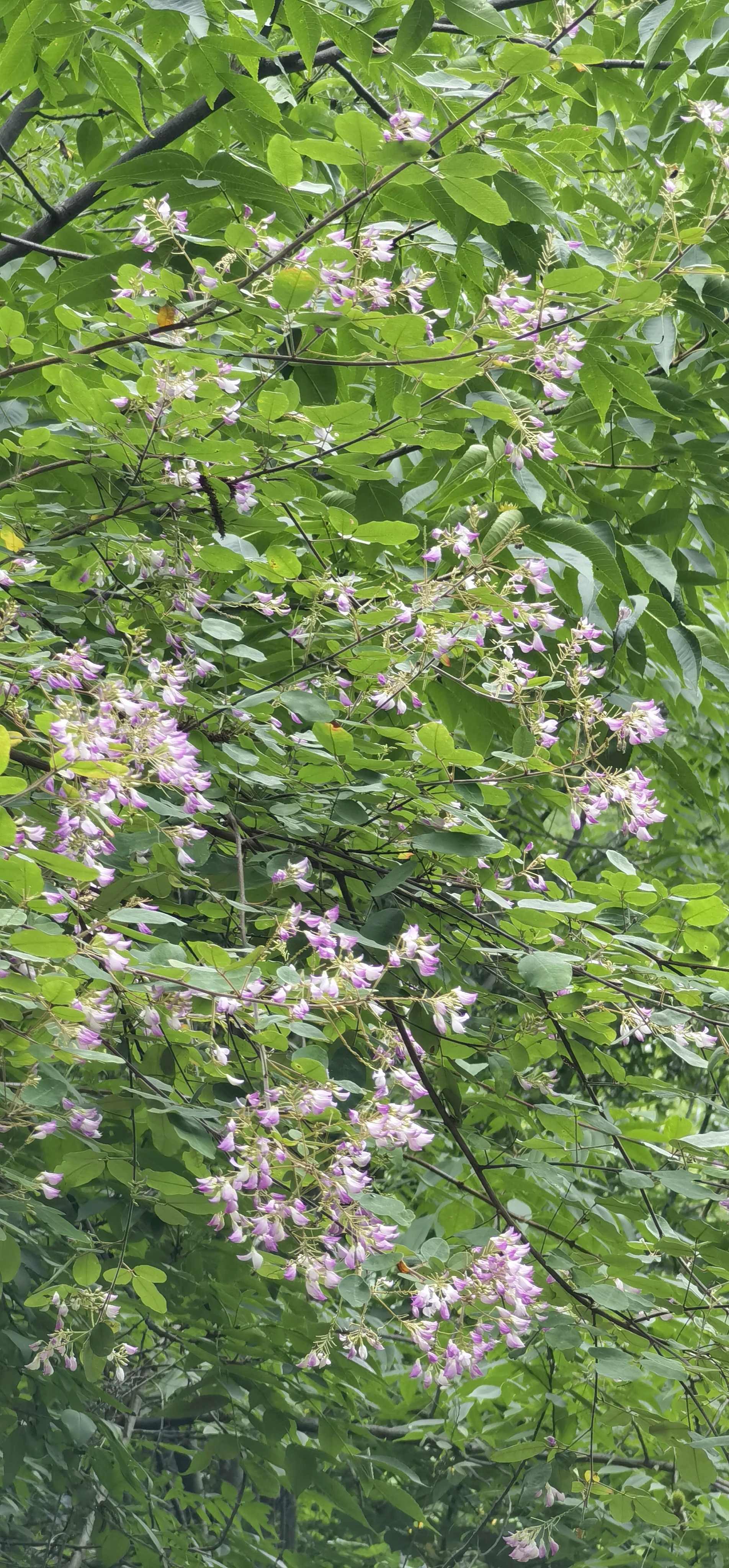 胡枝子:花期7-9月,果期9-10月,种子含油量很高,可以作为一种生物"油库