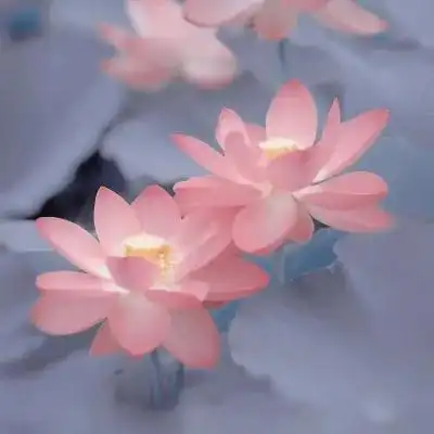 超火的荷花头像72张 中年老年人专用清心荷花精美图片头像