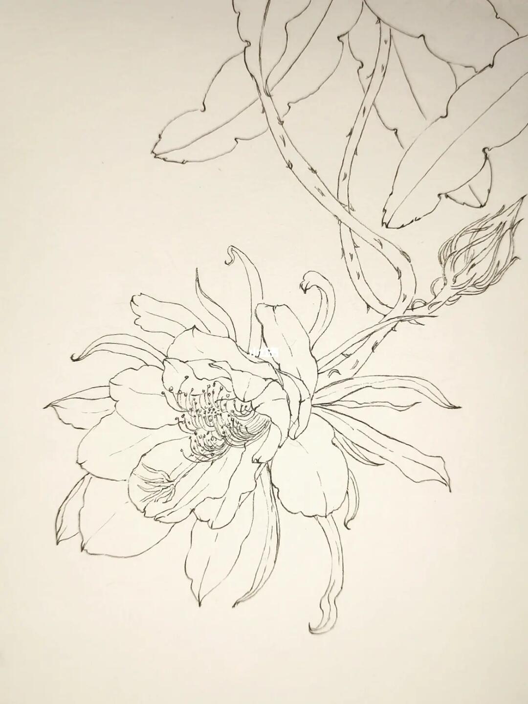起学画画  #线稿  #花卉线稿  #针管笔手绘  #钢笔淡彩  #速写  #昙花