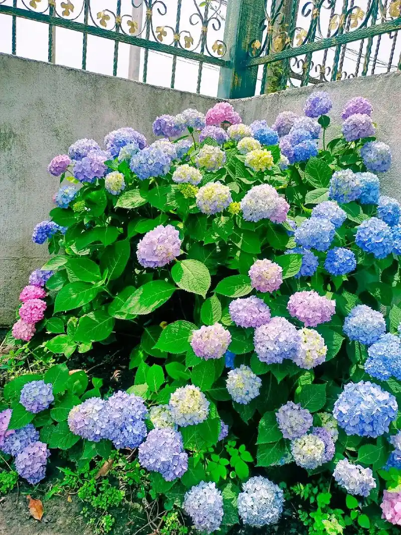 绣球的花语与寓意:希望,团圆,圆满,忠贞,永恒,团聚,美满, - 抖音