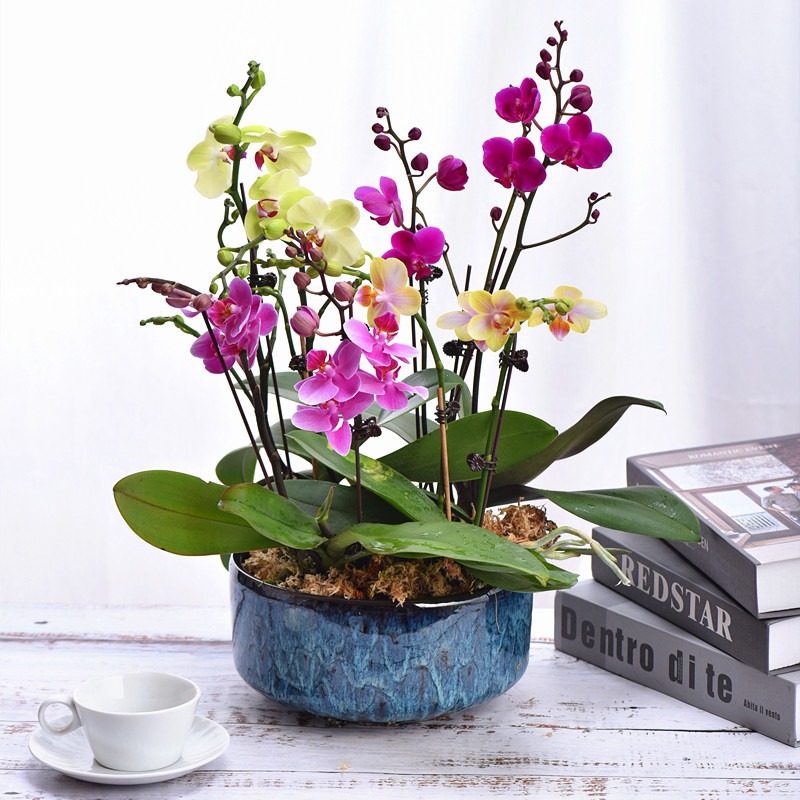 蝴蝶兰盆栽真花四季兰花客厅室内花卉家庭鲜花办公室植物双剑带花