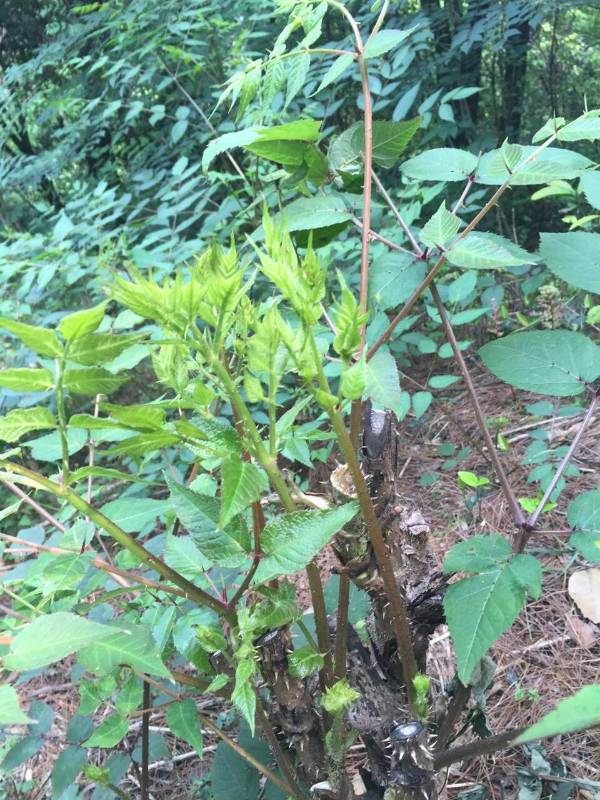 请问这是什么植物