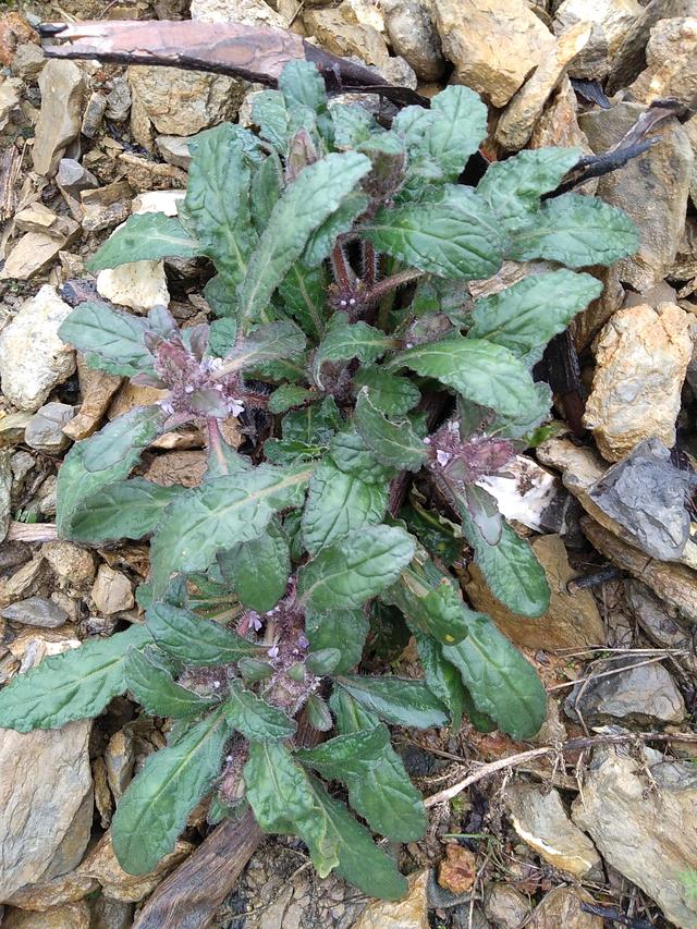 它的叶子有点皱,呈紫色 开紫白色的花这种野草,在民间人称苦草,别名