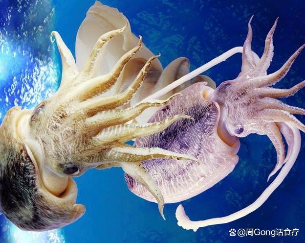 乌贼:又名墨鱼,花枝,乌鲗,墨斗鱼等.