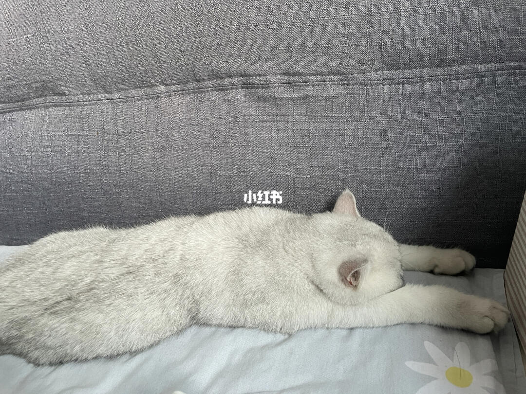 对于卢皮皮来说,最幸福的事就是晒着太阳睡觉#我家宠物好可爱  #吸猫