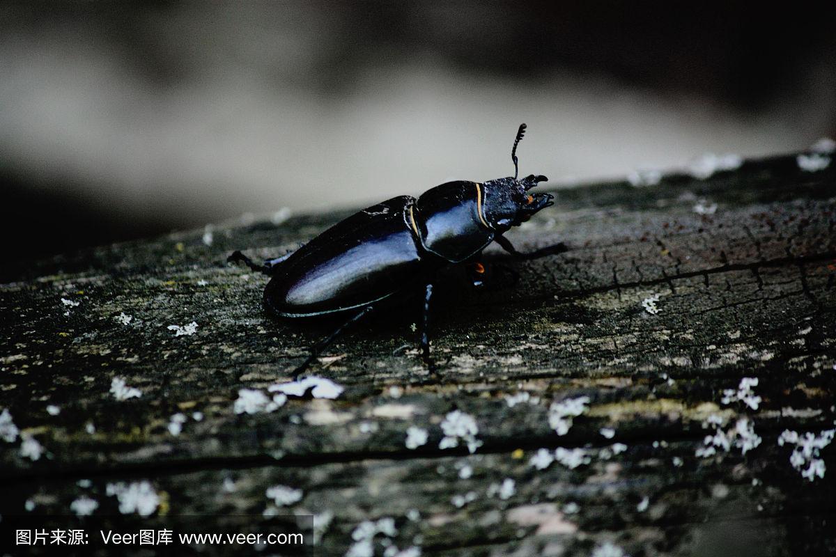 黑色的甲虫