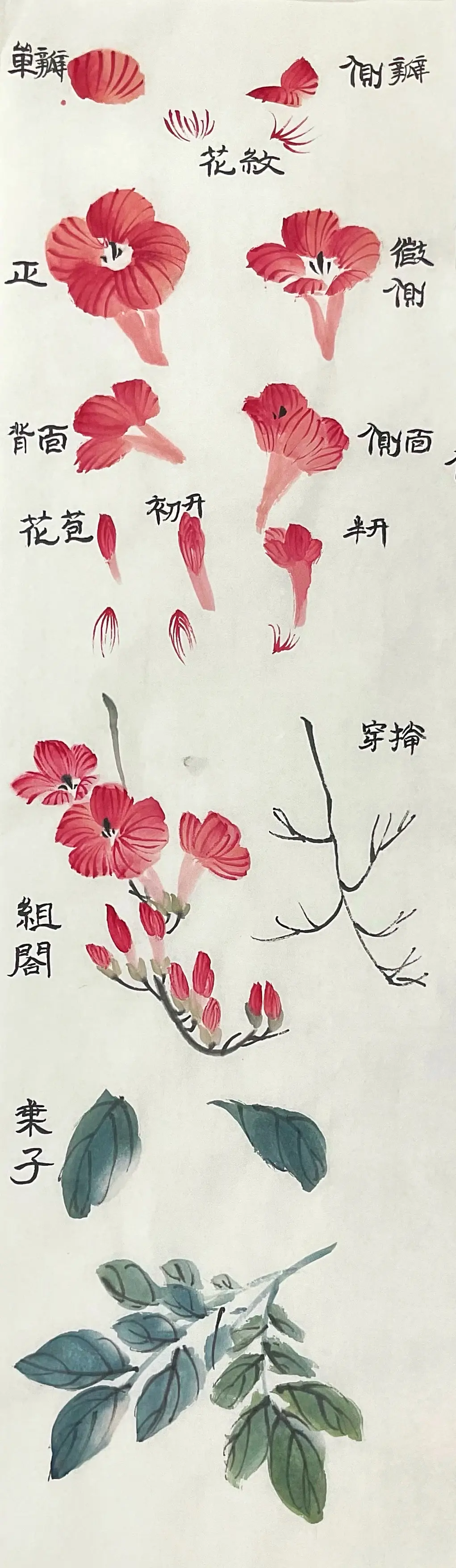 国画花鸟系列凌霄花的画法第14课天花摇曳百花垂