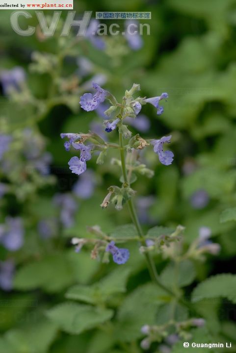 别名:薄荷;香薷;小荆芥;巴毛;大茴香;假荆芥;假苏;冷水草;凉薄荷;拟