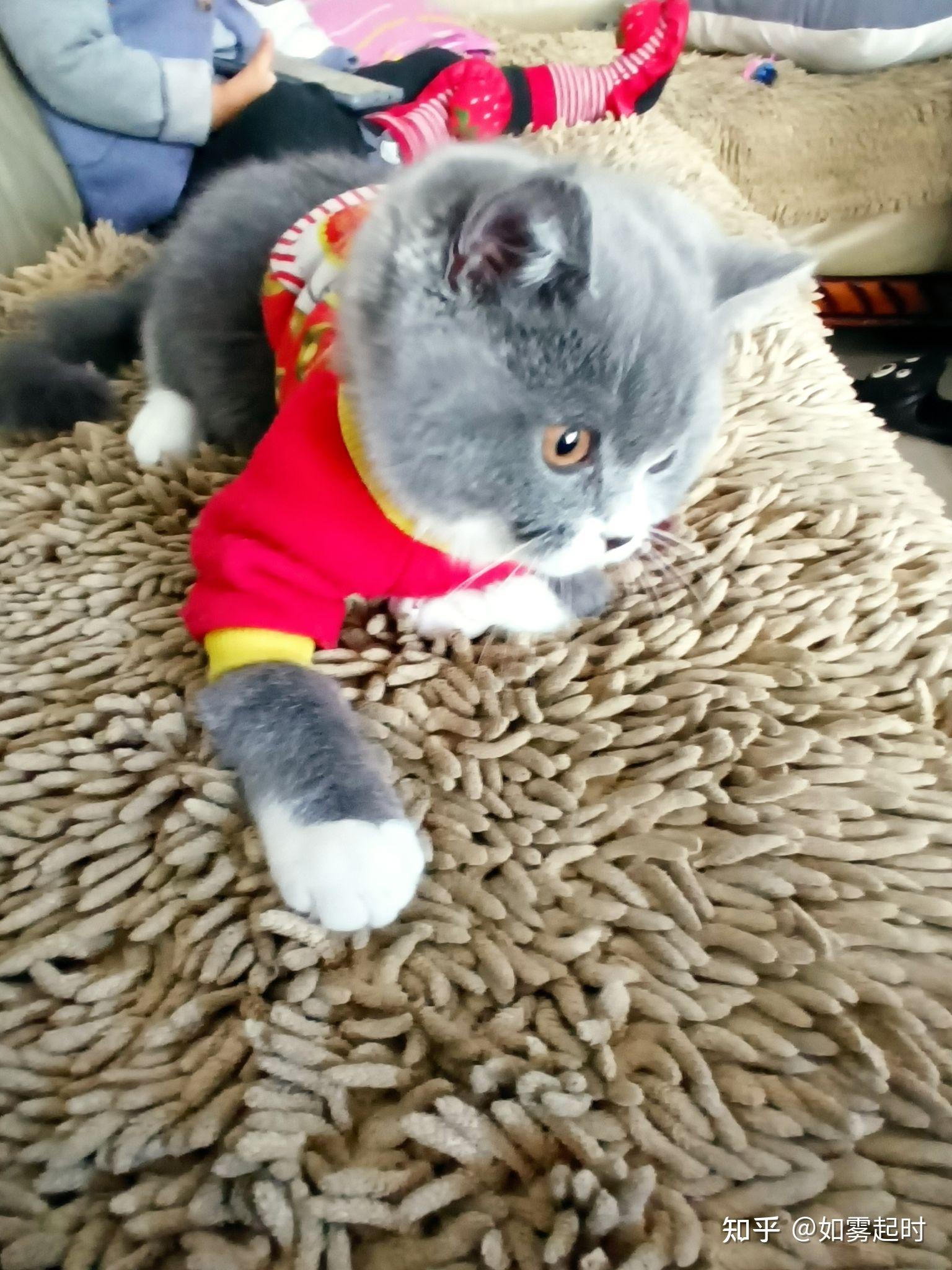 看看我家的阿兹猫