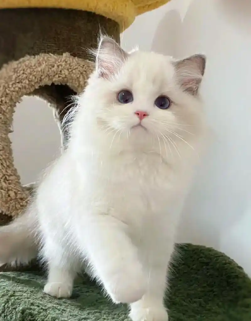 99990.自家布偶纯种幼猫, 海双蓝双 - 抖音