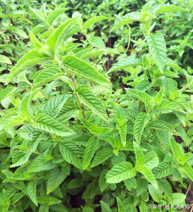 儿时这种"凉粉草",比冰粉好吃,比奶茶解渴,现在却很少人知道