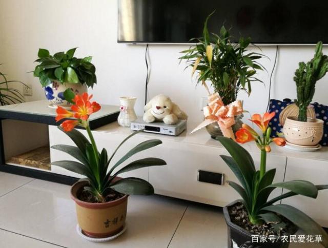 家里养君子兰,3个位置别放,原来摆放有"说法",难怪养不好