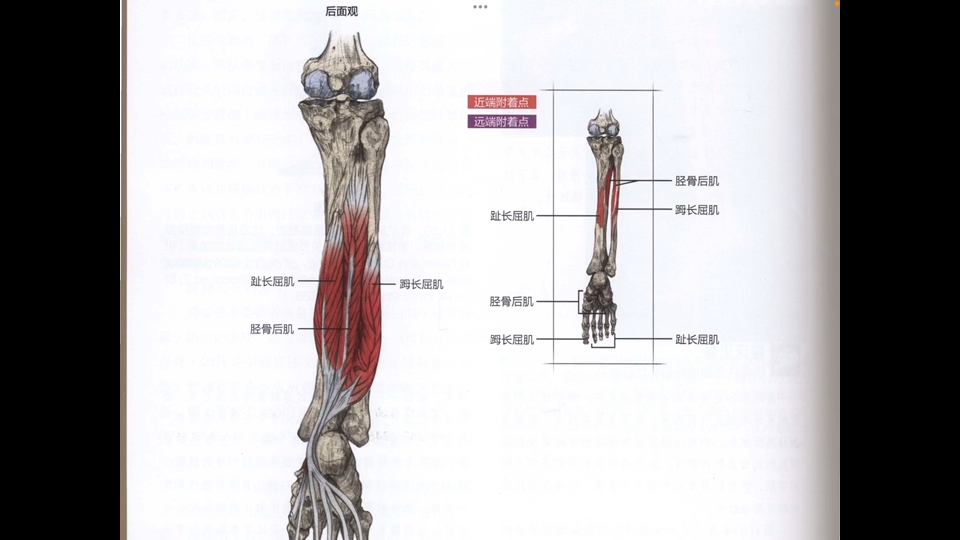 第九十五节:胫骨后肌功能解剖