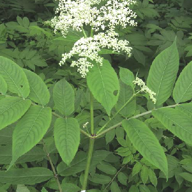血满草虽然长着白色花冠,小花却臭臭的