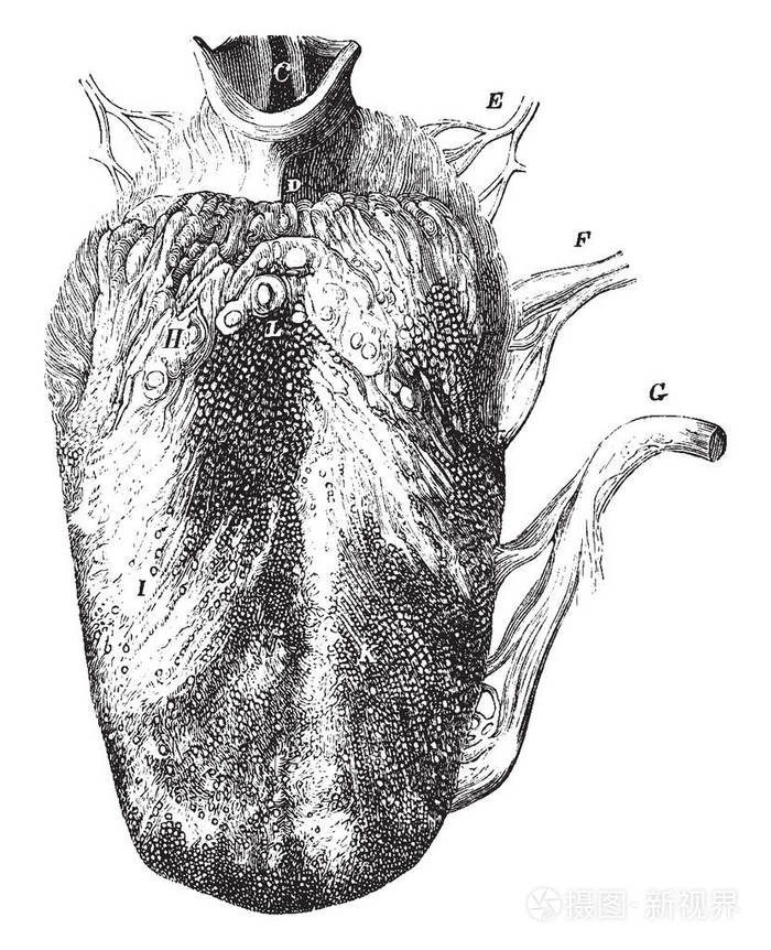 这个插图代表的舌头显示三种乳突, 复古线画或雕刻插图