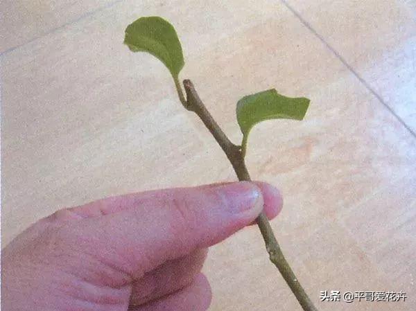 扦插三角梅这些细节很关键2种垃圾扔盆里长势猛花旺