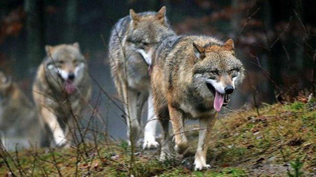 藏獒和狼谁更厉害一只纯种草原獒王曾打败5只野狼