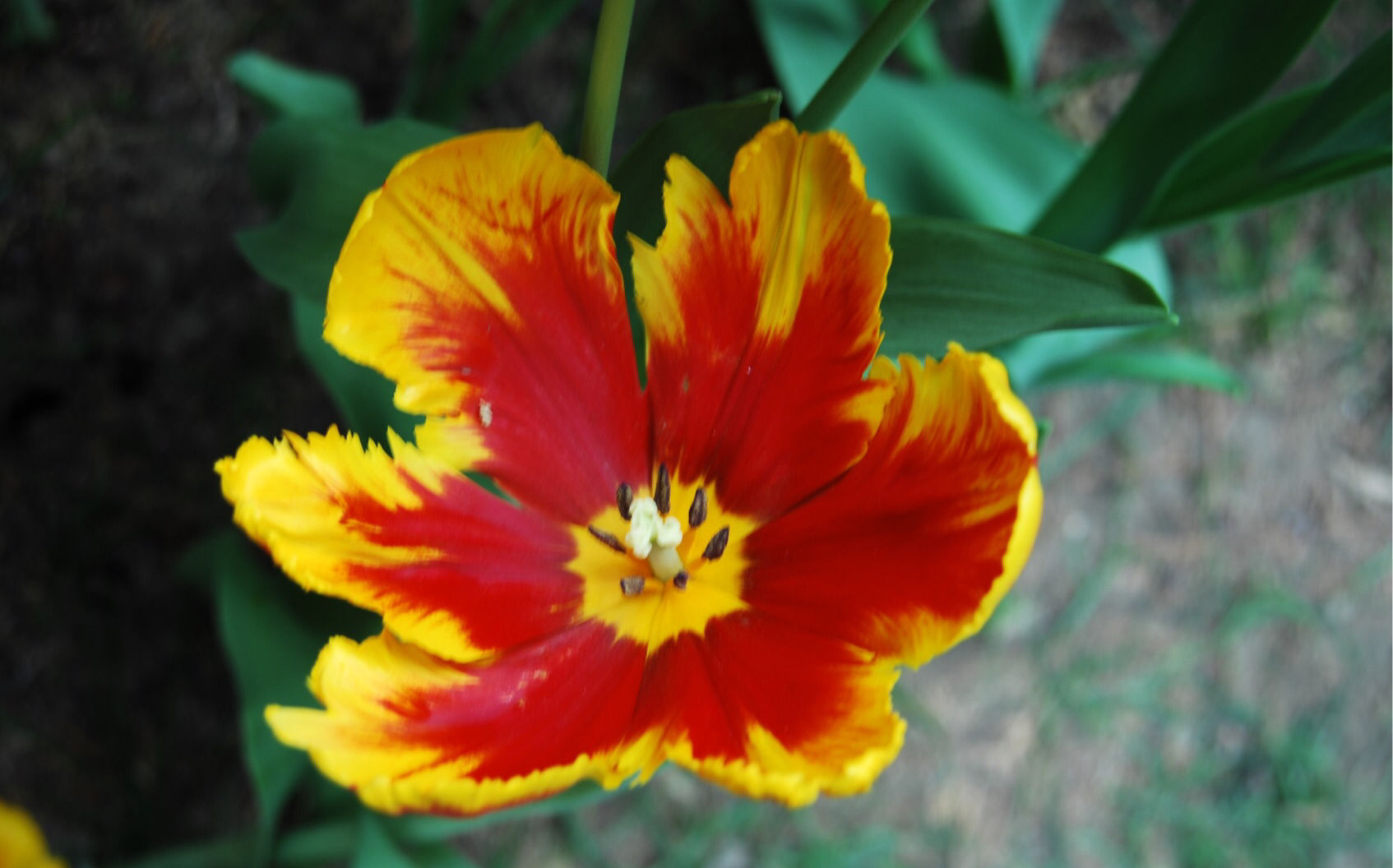 红黄相间的郁金香.