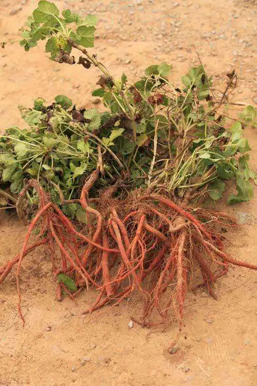 danshen中药材丹参