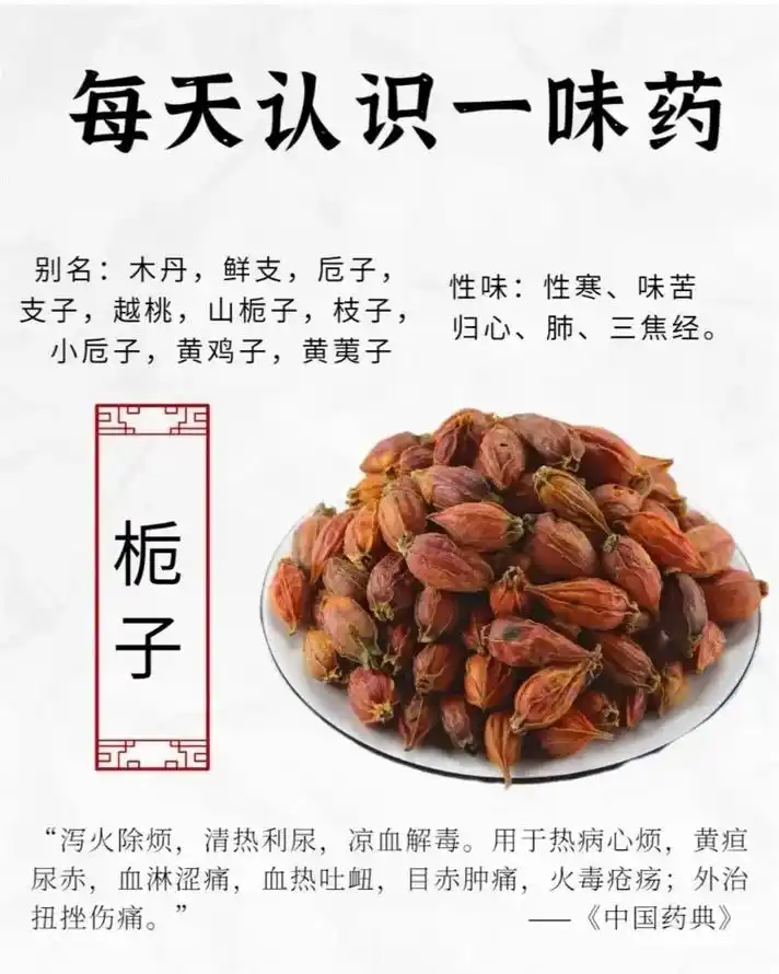 栀子.#每天认识一味中药 #传承中医文化 #养生 #抖音图文 - 抖音
