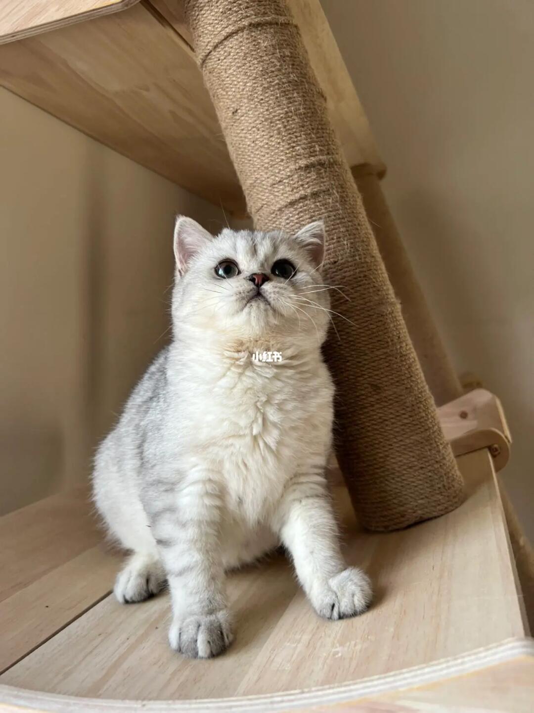 1xxx赛级英短银渐层弟弟找新家