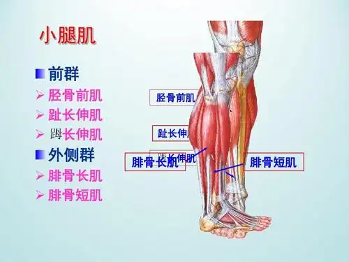 胫骨前肌   趾长伸肌   长伸肌 胫骨前肌 趾长伸肌 长伸肌 腓骨长肌