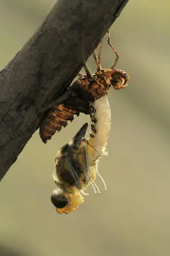 《蜻蜓蜕变的整个过程》摄影制作相修珍