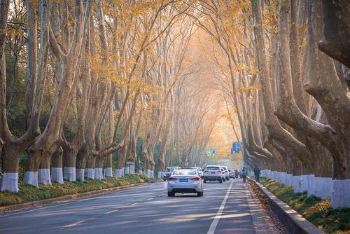 南京首次启动法桐冬季大规模修剪丨城市早报20201127