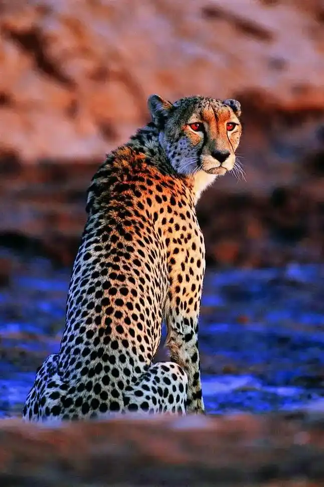 威猛凶狠的金钱豹这眼神就秒杀其他动物#大自然 #动物世界 # - 抖音