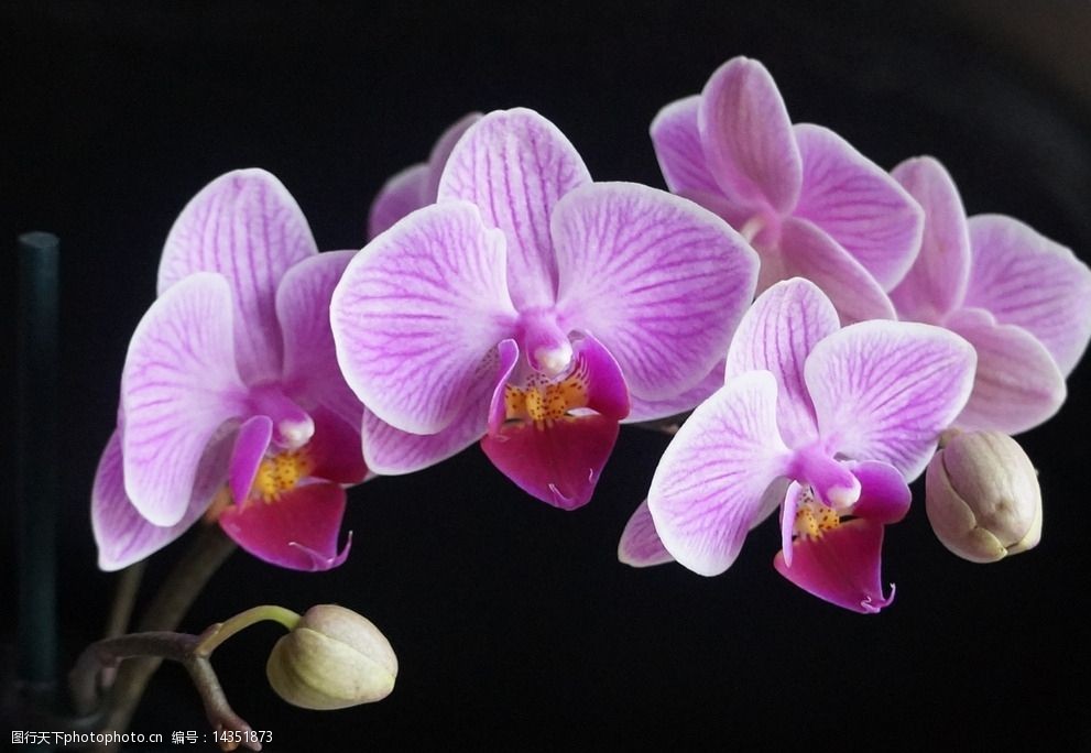 兰花 紫色兰花 兰草花 兰花瓣 红色兰花 花卉 鲜花 花 草 君子兰 摄影