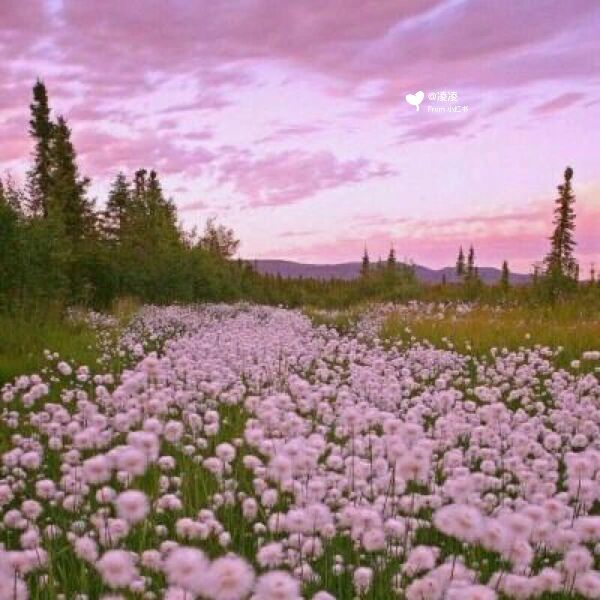 有甜美的风景头像,和仙气十足的ins风头像