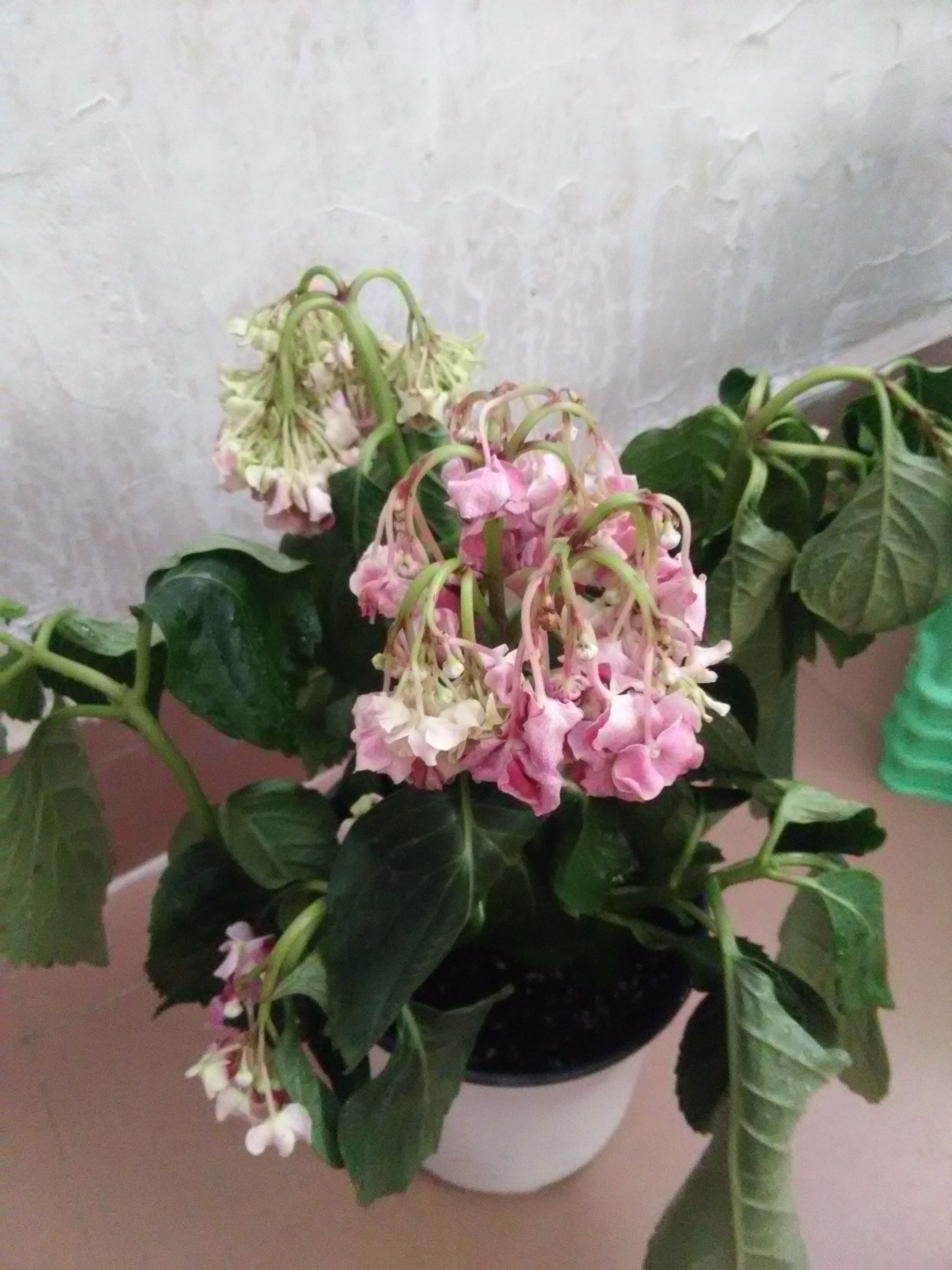 刚买回来绣球花没到五天的时间花就谢了,叶子也淹了,这是什么原因?