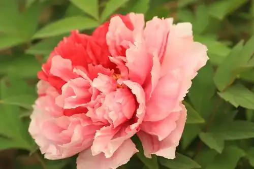 牡丹花越开越漂亮,现在己到盛花期,是最佳观赏期,错过要等一年了