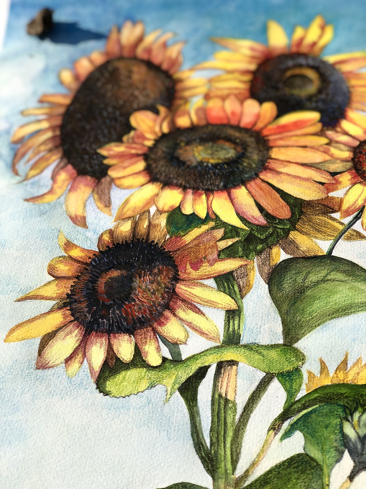 水彩手绘—向日葵