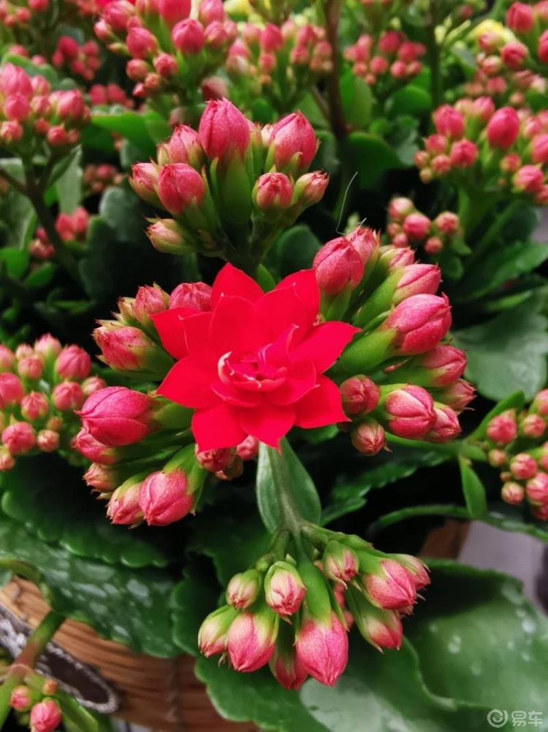 每日一帖长寿花祝友友们平安健康长寿喜乐