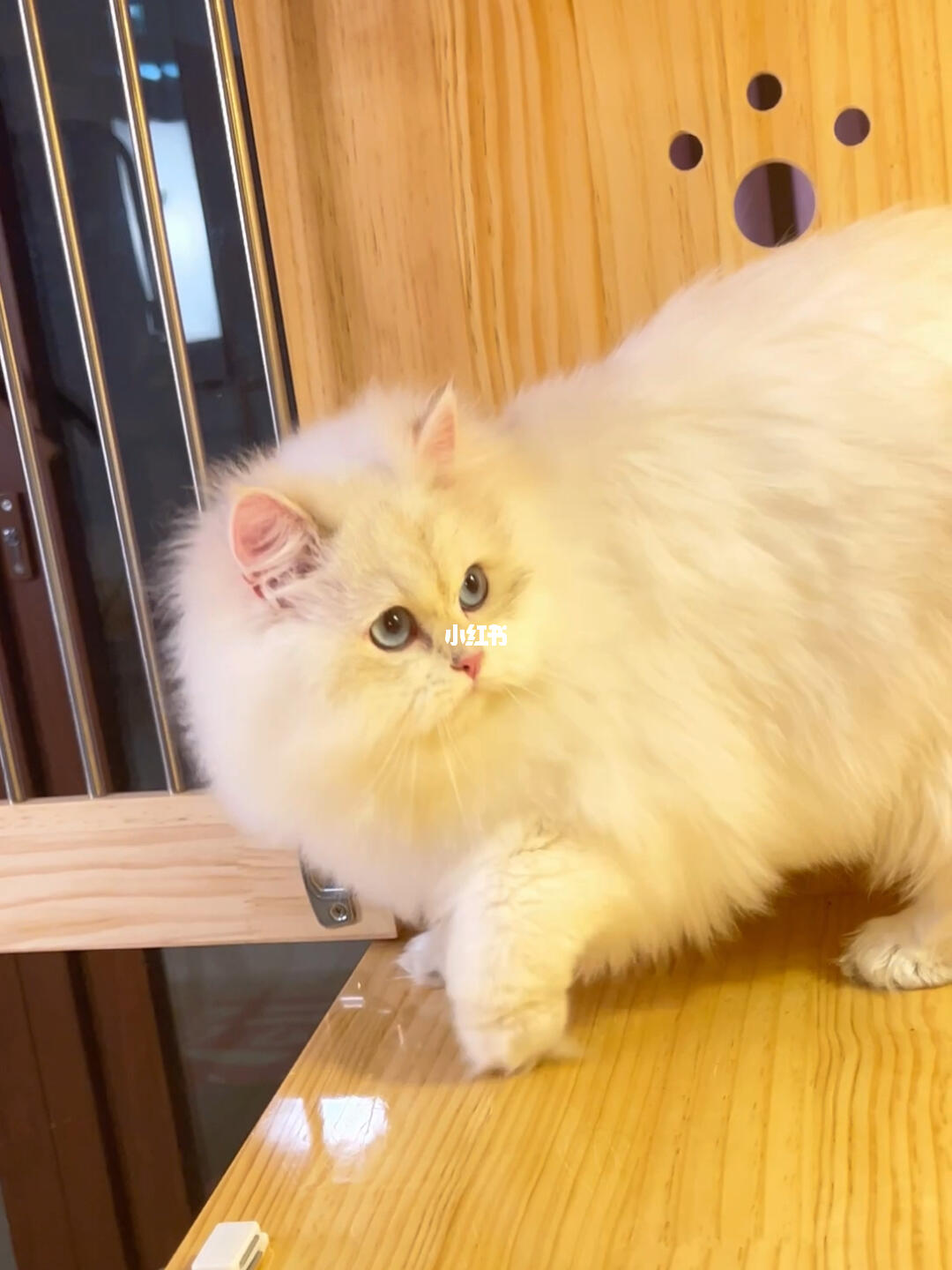 金点长毛  #分享我的小猫文学  #宠物薯