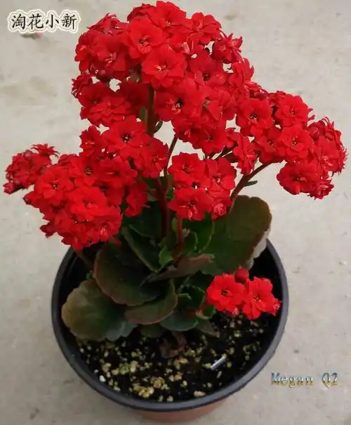 美图| 家里有盆长寿花,富贵吉祥,四季花开!