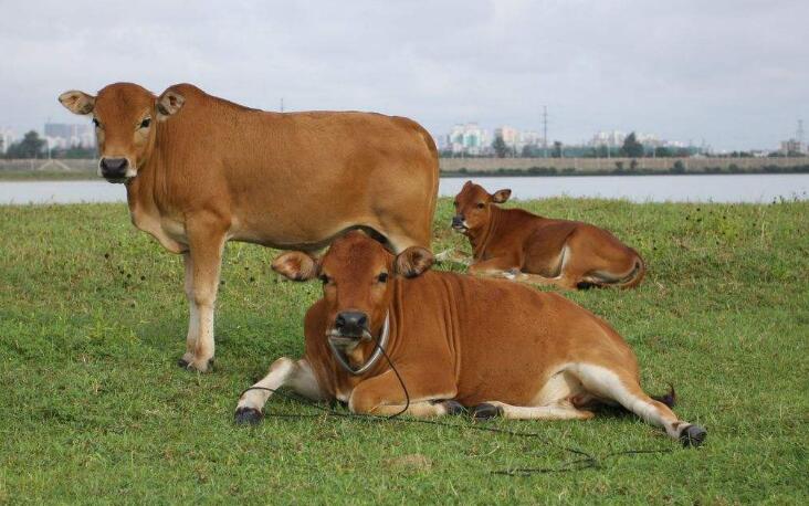 1961年属牛的人2019年运势运程大全