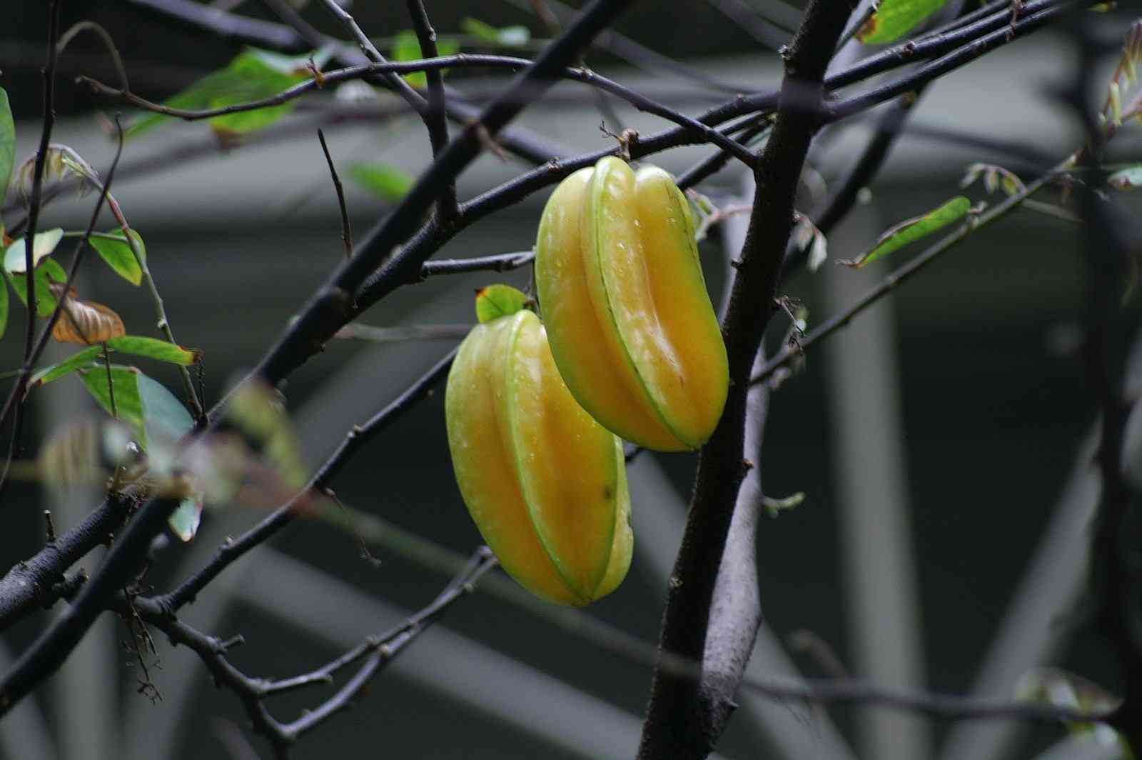 杨桃的功效与作用禁忌副作用食用方法适宜人群