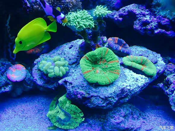 水族箱里的海底世界