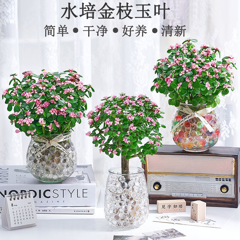 【水培金枝玉叶】室内绿植懒人水培植物花卉办公室客厅花 朵芮蜜 2盆