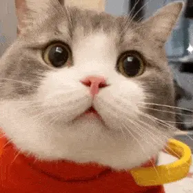 猫猫主人:乐乐的土豆猫子狗子表情包猫子狗子表情包猫子狗子表情包猫