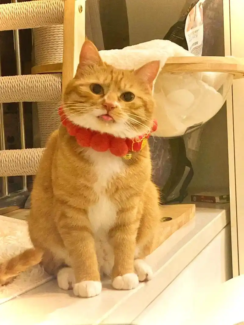 谁能拒绝一只向你吐舌头的小猫咪呢? #橘猫 #这么可爱的小猫 - 抖音