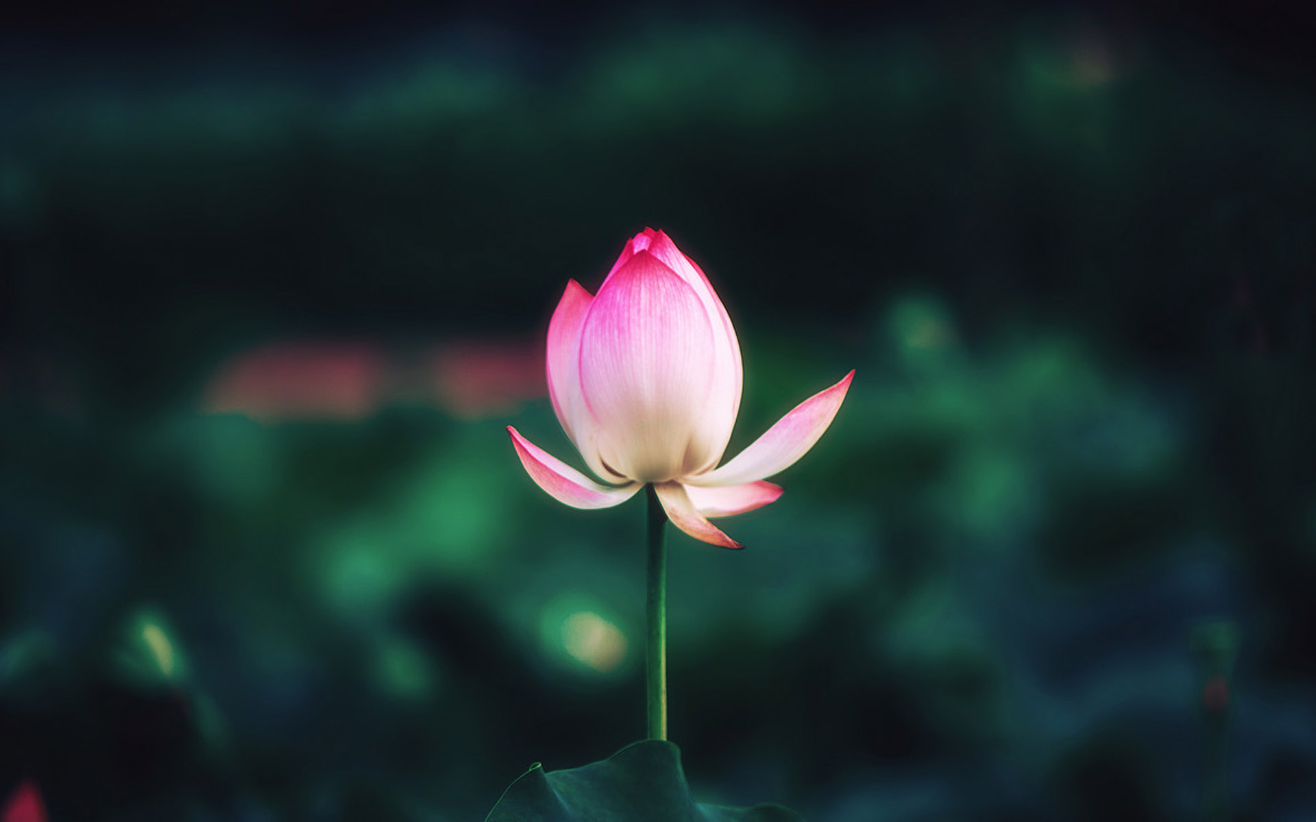 唯美荷花微距摄影图片电脑壁纸