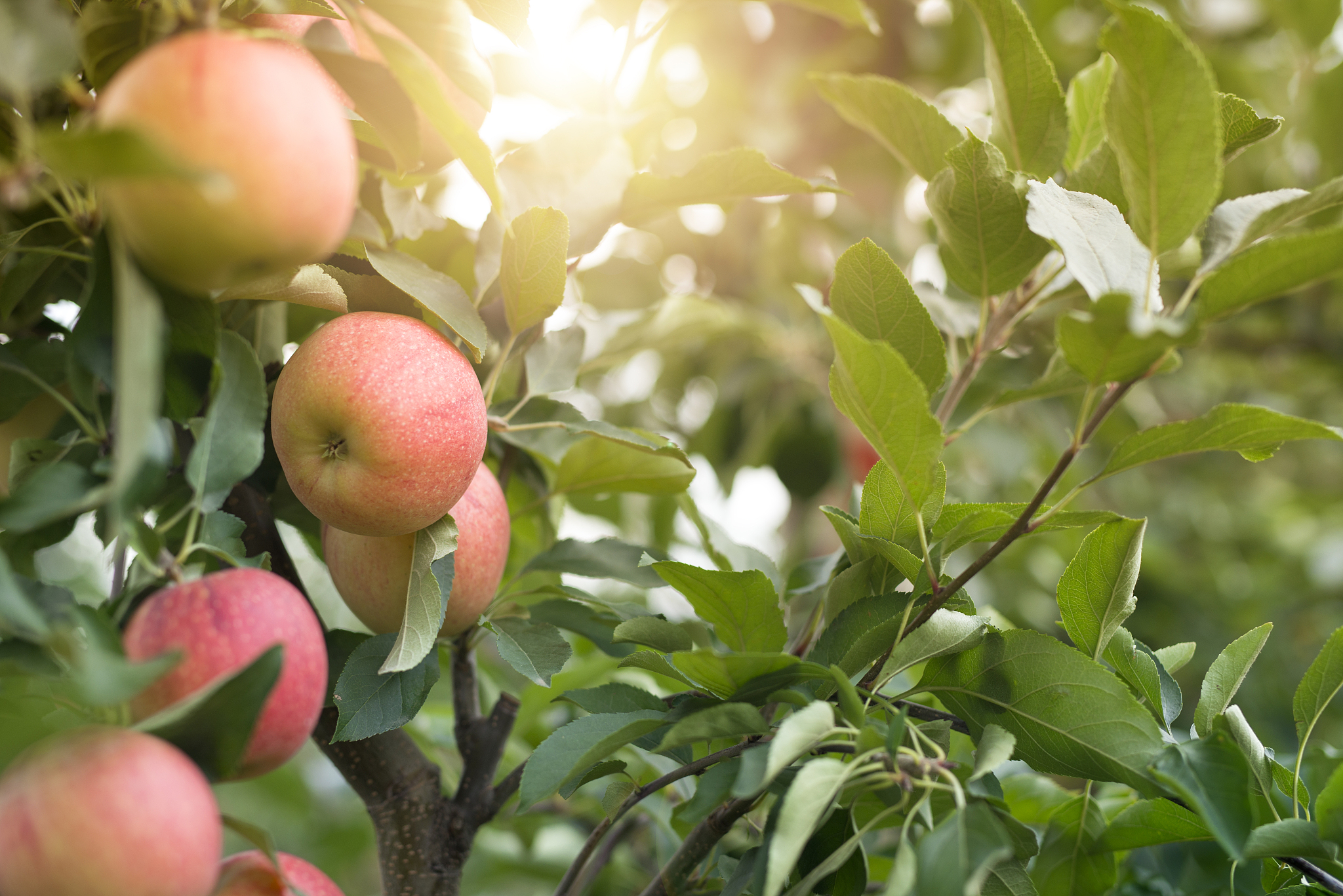 秋天的到来,带来了丰收的果实和浓郁的秋意.