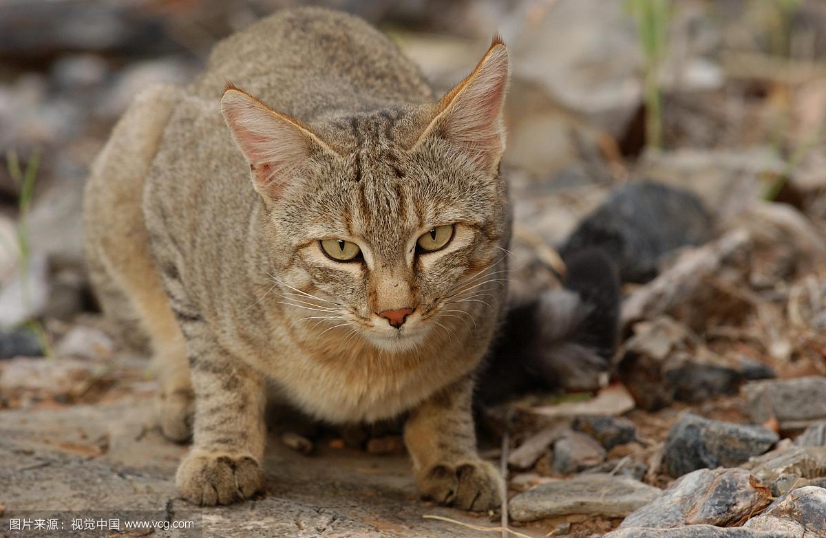非洲野猫(非洲野猫),成体休息,伊托沙,纳米比亚,非洲