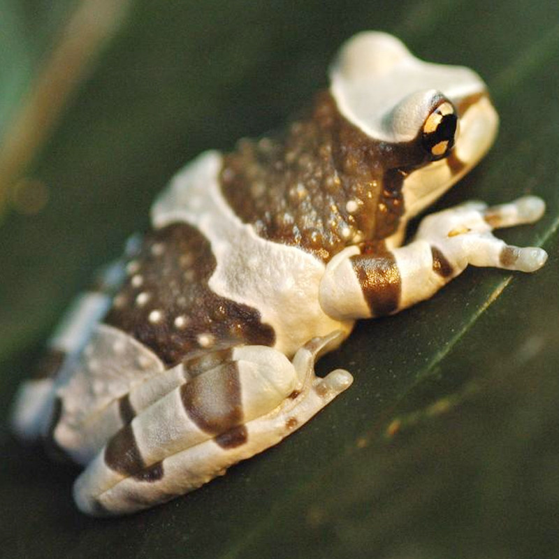 牛奶树蛙冷门宠物异类宠包邮包活体小蝌蚪蛙姥特色爬宠