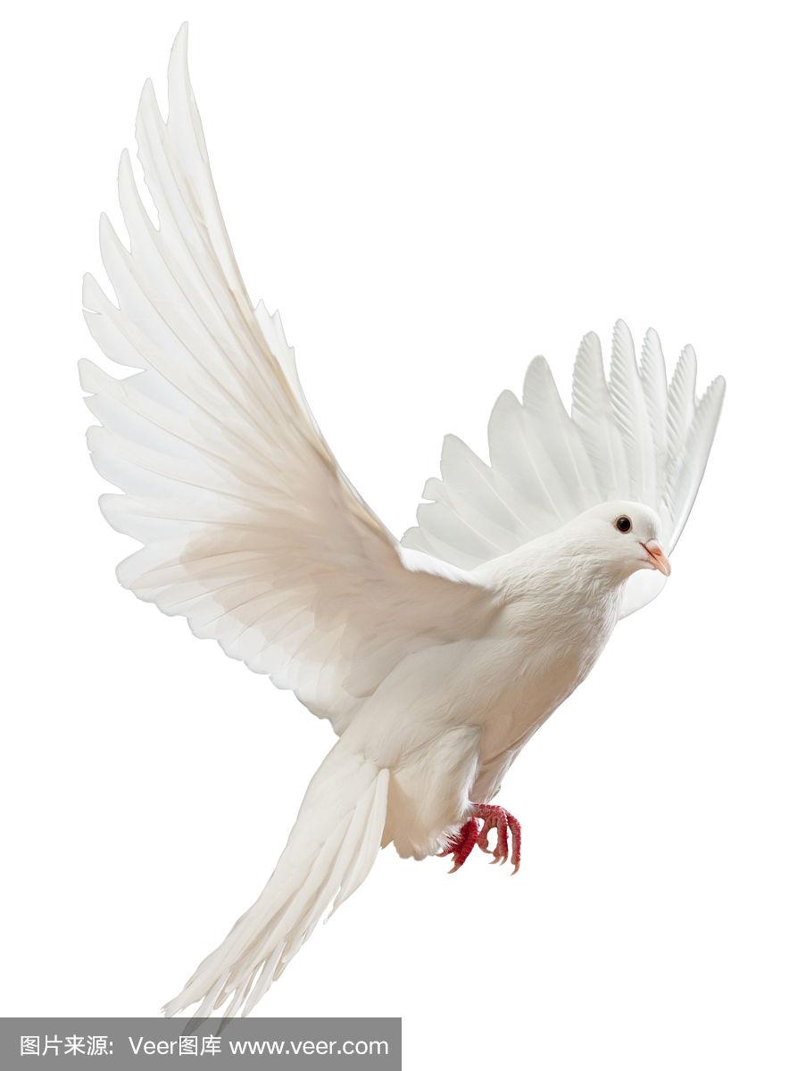 自由飞翔的白鸽被孤立